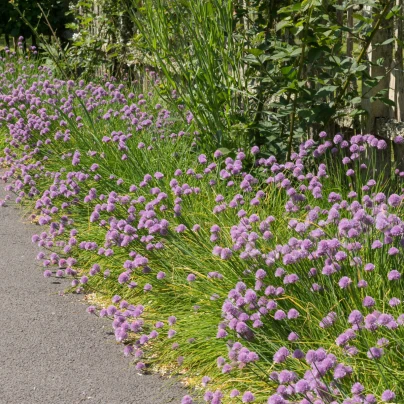 Pažitka pobřežní Staro - Allium schoenoprasum - semena - 40 ks