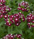 BIO Hvozdík bradatý Sweet William Chris - Dianthus barbatus - bio semena - 18 ks