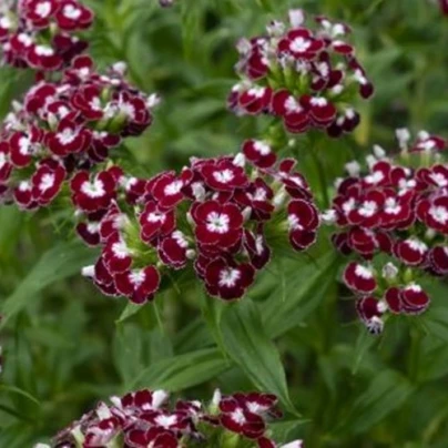 BIO Hvozdík bradatý Sweet William Chris - Dianthus barbatus - bio semena - 18 ks