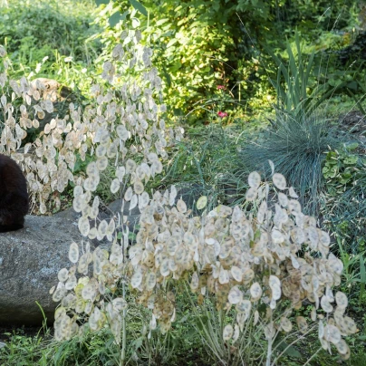 Měsíčnice roční bílá - Lunaria annua - semena - 40 ks