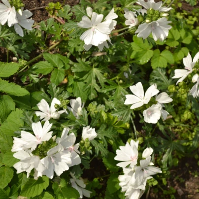 Sléz pižmový bílý - Malva moschata alba - semena - 50 ks