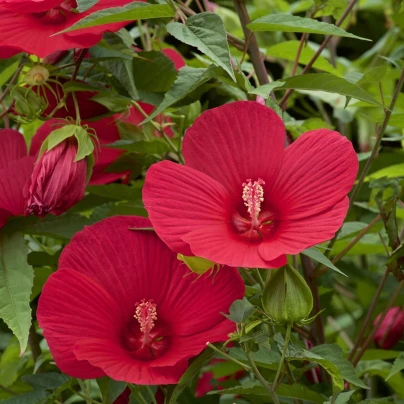 Ibišek bahenní Nippon Red F1 - Hibiscus moscheutos - semena - 5 ks