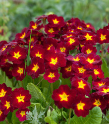 Prvosenka Inara F1 Late Red - Primula elatior - semena - 20 ks