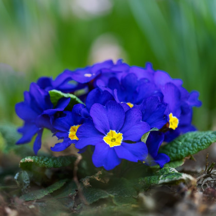 Prvosenka Inara F1 Late Blue - Primula elatior - semena - 20 ks