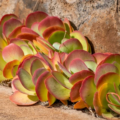 Kolopejka thyrsiflora - Kalanchoe - semena - 15 ks