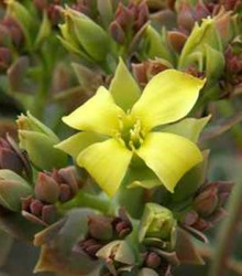 Kolopejka grandiflora - Kalanchoe - semena - 20 ks