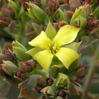 Kolopejka grandiflora - Kalanchoe - semena - 20 ks