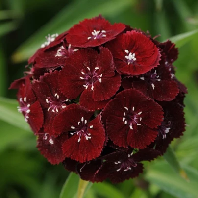 Hvozdík bradatý Sweet Black Cherry F1 - Dianthus barbatus - semena - 20 ks