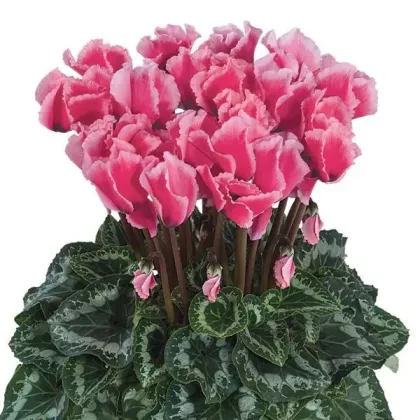 Brambořík perský Halios Curly Rose F1 - Cyclamen persicum - semena - 6 ks