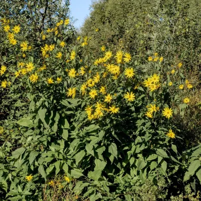 Topinambur - Helianthus tuberosus - prostokořenné sazenice - 1 ks