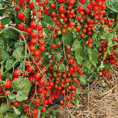 Rajče Perlino červené F1 - Solanum lycopersicum - semena - 6 ks