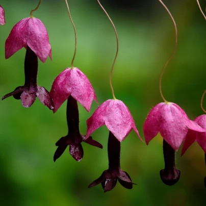 Rodochiton Purple Bells - Rhodochiton atrosanguinemum - semena - 6 ks