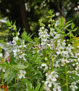 Angelonie úzkolistá Serenita white - Angelonia angustifolia - semena - 6 ks