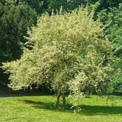 Dřín obecný - Cornus mas - semena - 3 ks