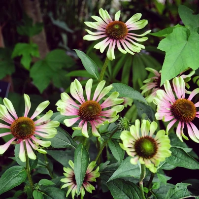 Třapatkovka Green Twister - Echinacea purpurea - prostokořenné sazenice - 1 ks