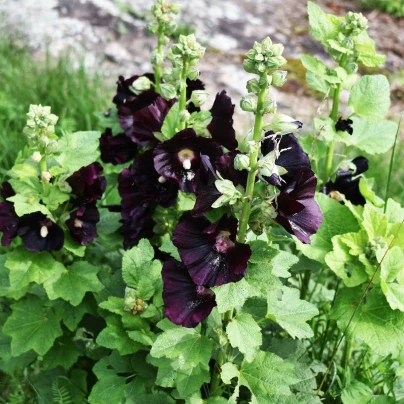 Topolovka Nigra - Alcea nigra - sazenice - 1 ks