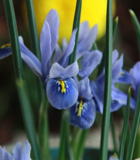 Kosatec holandský Sapphire Beauty - Iris hollandica - cibuloviny - 3 ks