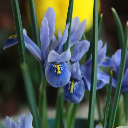 Kosatec Sapphire Beauty - Iris hollandica - cibuloviny - 3 ks