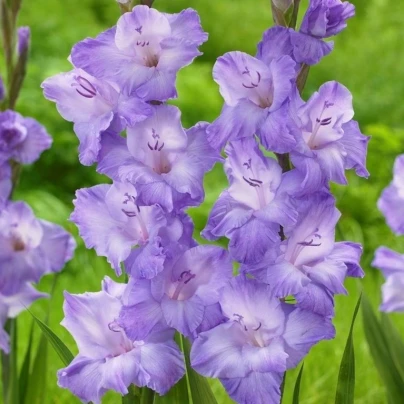 Mečík Milka - Gladiolus - cibuloviny - 3 ks