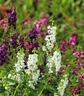 Angelonie směs barev - Angelonia angustifolia - semena - 6 ks