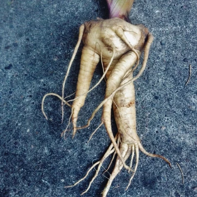 Mandragora lékařská - Mandragora officinalis - semena - 6 ks