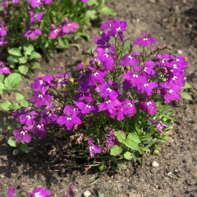 Lobelka nízká Riviera Rose - Lobelia erinus - semena - 500 ks