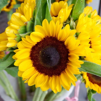 Slunečnice Big Smile - Helianthus annuus - semena - 8 ks