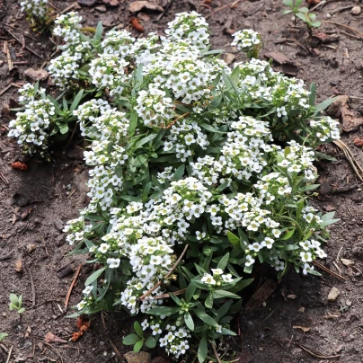 Tařicovka přímořská Schneeteppich - Lobularia maritima - semena - 50 ks