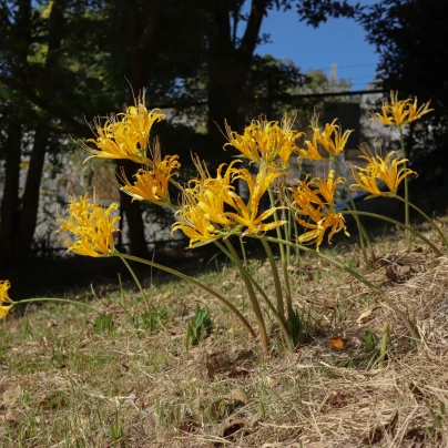 Pavoučí lilie - Lycoris aurea - cibuloviny - 1 ks