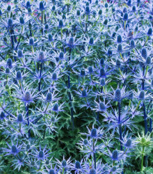 Máčka modrá - Eryngytum planum - semena - 20 ks