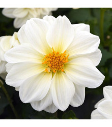 Jiřinka proměnlivá Figaro bílá - Dahlia variabilis - semena - 20 ks