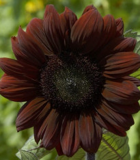 Slunečnice roční Claret - Helianthus annuus - semena - 10 ks