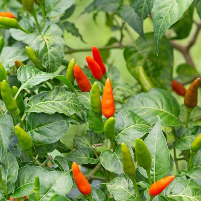 Chilli Thai Hot Birds Eye - Capsicum annuum - semena - 6 ks