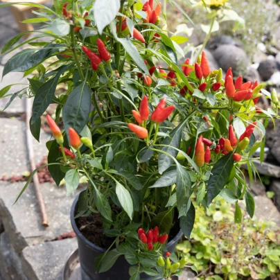 Chilli Thai Hot Birds Eye - Capsicum annuum - semena - 6 ks