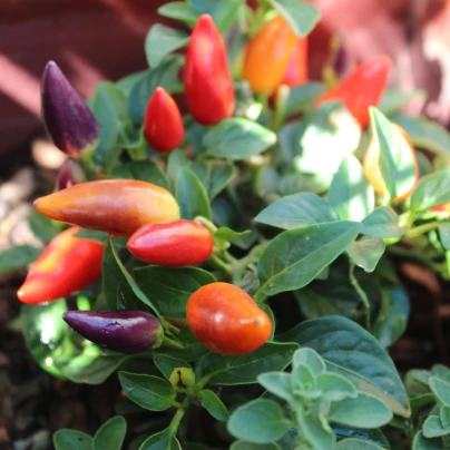 Chilli Rainbow fire - Capsicum frutescens - semena - 6 ks