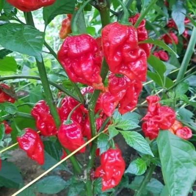 Chilli Apocalypse Red - Capsicum chinense - semena - 5 ks