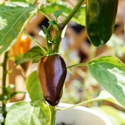 Chilli Jalapeno Brown - Capsicum annuum - semena - 5 ks