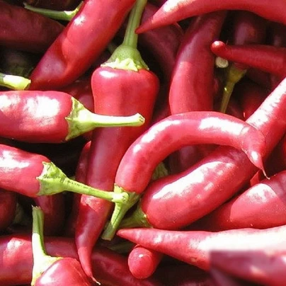 Paprika Žitava - Capsicum annuum - semena - 30 ks