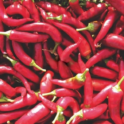 Paprika Kora Zel - Capsicum annuum - semena - 40 ks