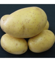 Sadbové brambory Princess - Solanum tuberosum - 5 kg