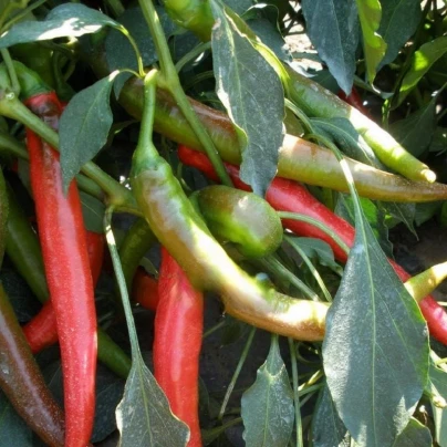 Paprika Pálivec - Capsicum annuum - semena - 20 ks