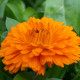 Měsíček lékařský Bon Bon oranžový - Calendula officinalis - semena - 20 ks