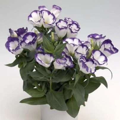 Eustoma Blue Rim F1 - Eustoma grandiflorum - semena - 12 ks