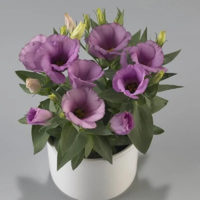 Eustoma Lilac F1 - Eustoma grandiflorum - semena - 12 ks