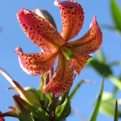 Lilie Martagon Manitoba - Lilium - cibuloviny - 1 ks