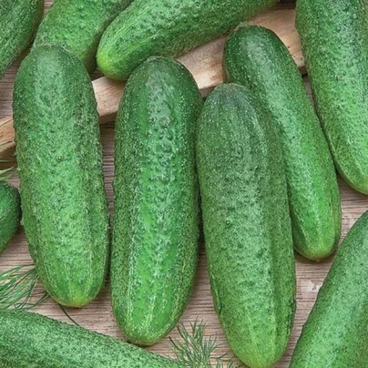 Okurka Profi F1 - Cucumis sativus - semena - 15 ks