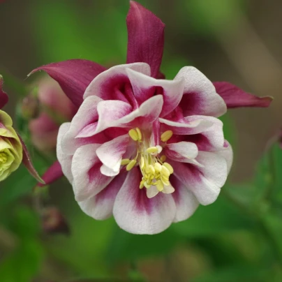 Orlíček Winky Red White Double - Aquilegia - prostokořenné sazenice - 1 ks