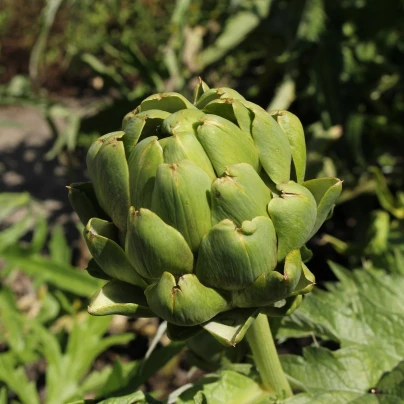 BIO Artyčok Imperial - Cynara cardunculus - bio semena - 10 ks