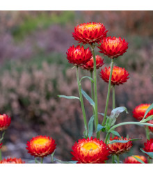 Slaměnka Scarlet - Helichrysum bracteatum - semena - 500 ks