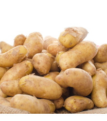 Sadbové brambory Ratte - Solanum tuberosum - 5 ks
